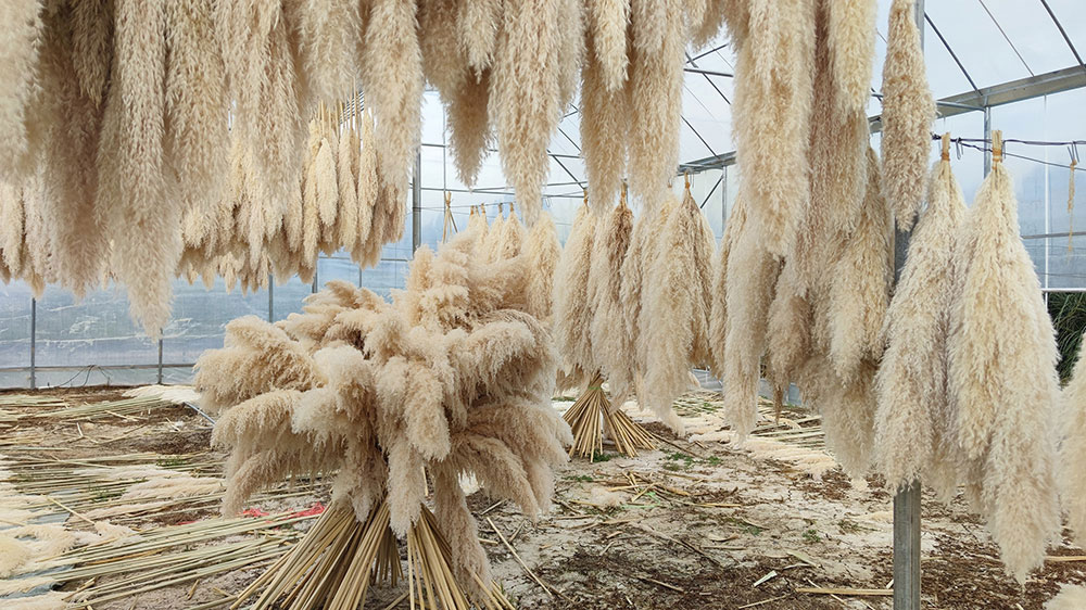 wholesale pampas grass from China