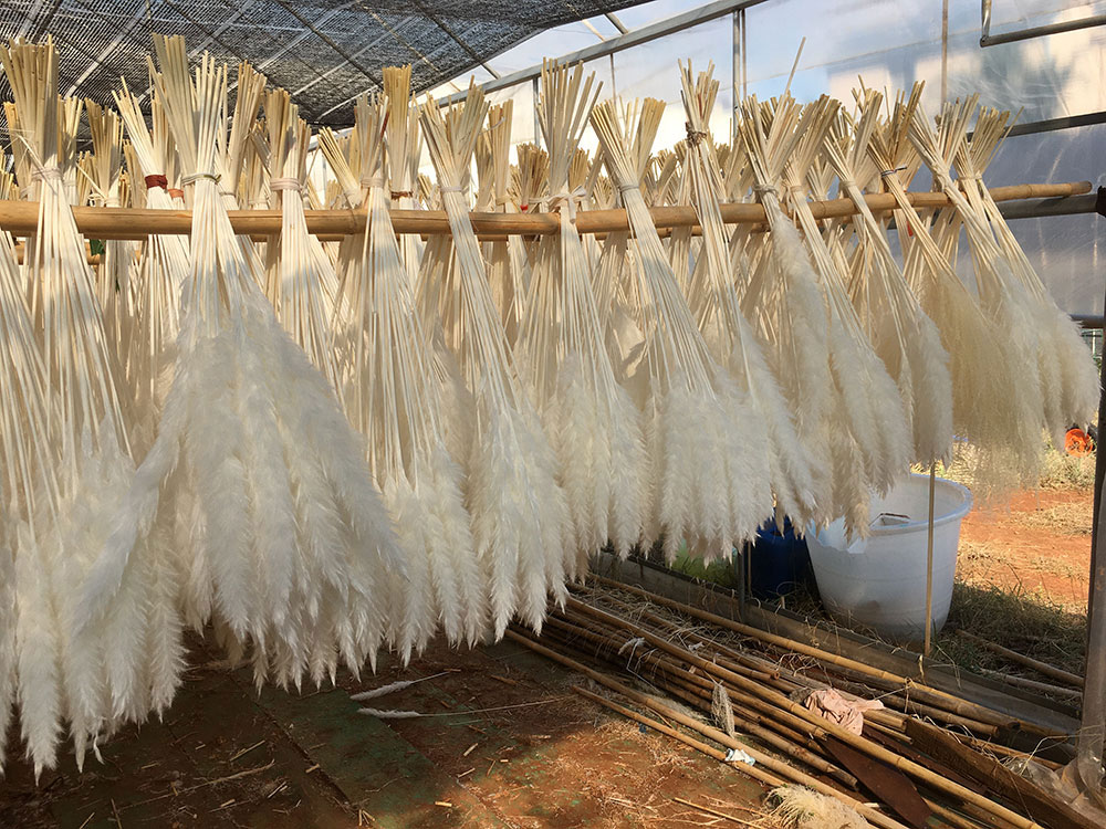 mini pampas grass manufacture