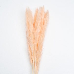 mini pampas Champagne Color