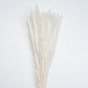 White Pampas Wholesale