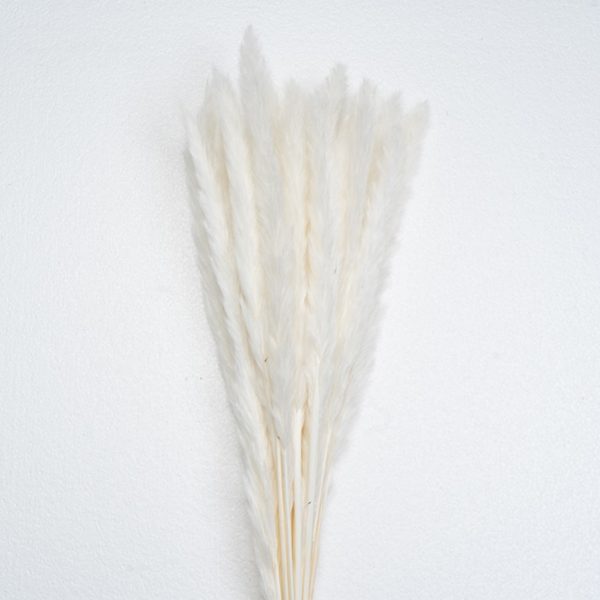 White Pampas Wholesale