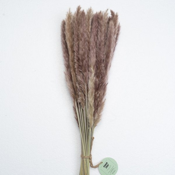 mini pampas grass natural color