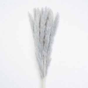 mini gray pampas grass supplier