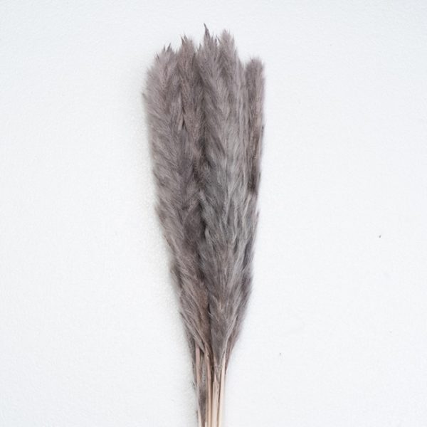 mini pampas grass brown supplier