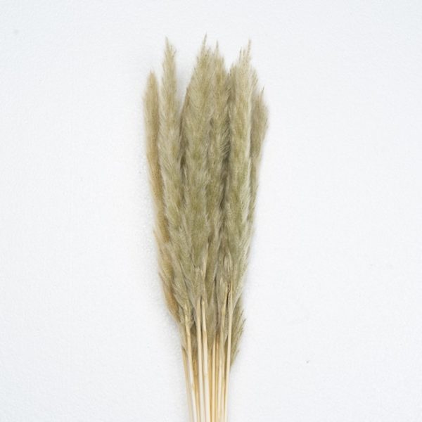 mini pampas grass frost green supplier