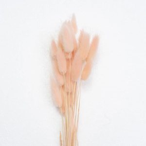 Bunny tails (lagurus ovatus) wholesale