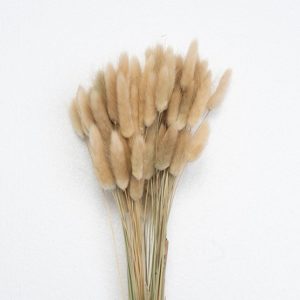 Bunny tails (lagurus ovatus) supplier