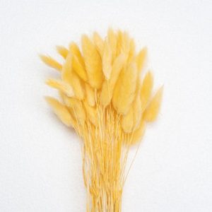 Bunny tails (lagurus ovatus) wholesale