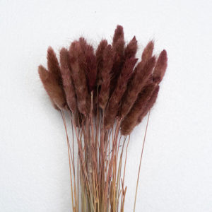 Bunny tails (lagurus ovatus) wholesale