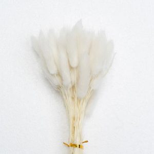 Bunny tails (lagurus ovatus) white color wholesale
