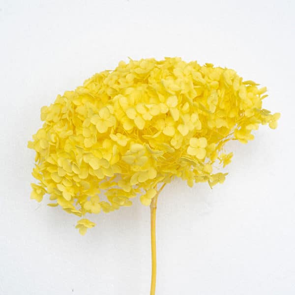 Anna Hydreangea Yellow Color Wholesale