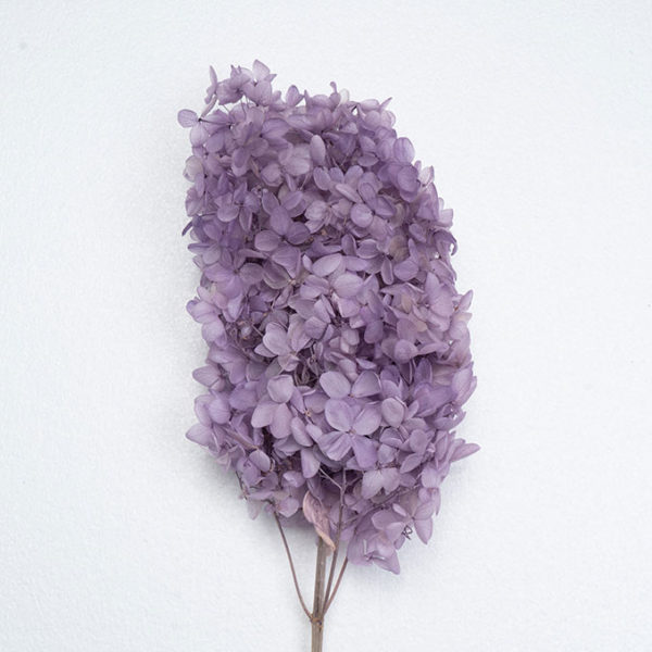 Panicle hydrangeas | Hydrangea paniculata (Preserved color) FL-HYP-PRP-02 Purple Color