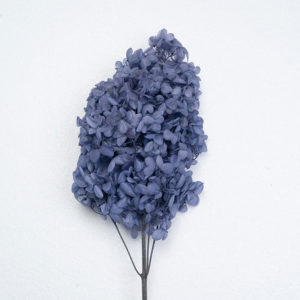 Panicle hydrangeas | Hydrangea paniculata (Preserved color) FL-HYP-BLU-01 Aegean Blue Color