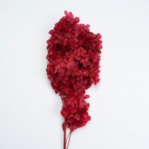 Panicle hydrangeas | Hydrangea paniculata (Preserved color) FL-HYP-RED Red Color