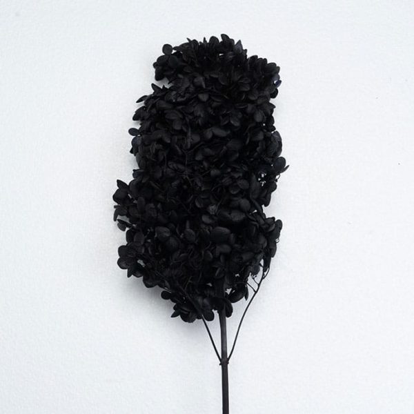 Panicle hydrangeas | Hydrangea paniculata (Preserved color) FL-HYP-BLK Black Color