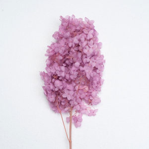 Panicle hydrangeas | Hydrangea paniculata (Preserved color) FL-HYP-PRP-01 Light Purple Color