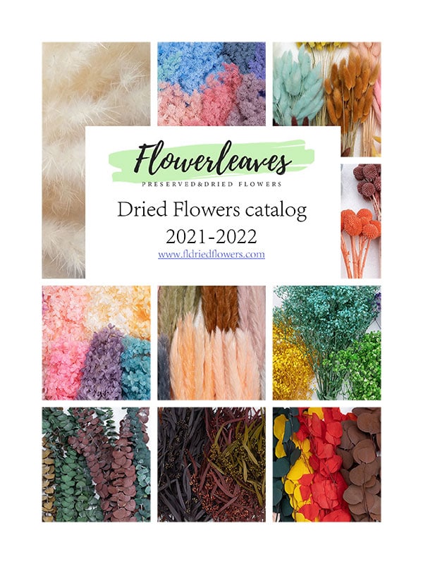 Dried Flowers Catalogue