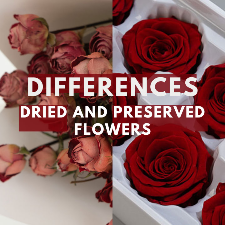 Differences between Dried and preserved flowers 2