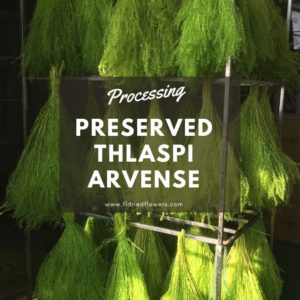 Flowerleaves Preserved Thlaspi Arvense